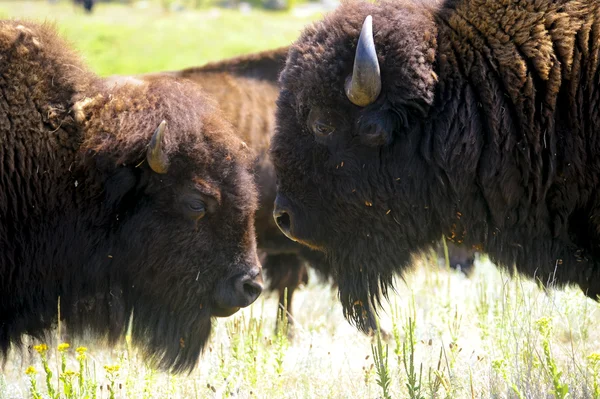 Twee buffalo — Stockfoto