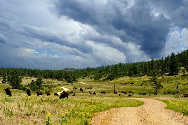 Buffalo Grazing Along a Dirt Road — Stok fotoğraf