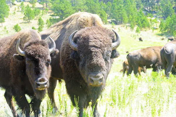 Two Buffalo — Stock Photo, Image