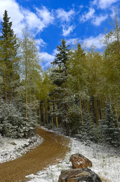 Camino de tierra a través del bosque — Foto de Stock