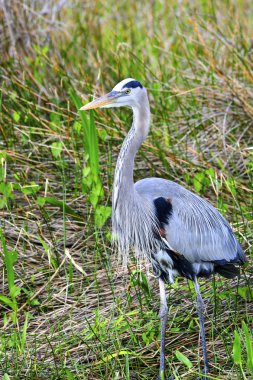 Büyük Mavi Balıkçıl