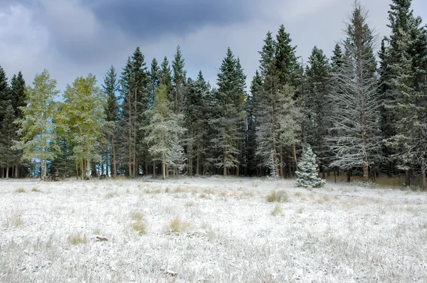 Les v zimě Stock Obrázky