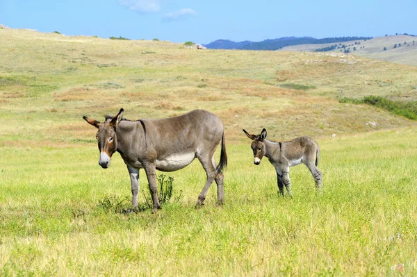 Een moeder en baby burro — Stockfoto