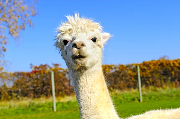 Portret van een witte alpaca — Stockfoto