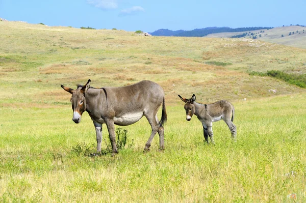 En mor och baby burro Stockbild