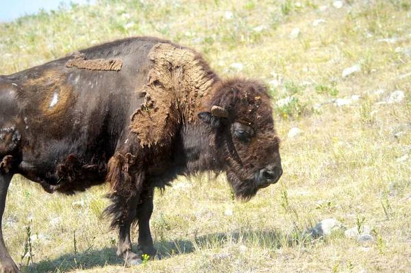 Portret Buffalo — Zdjęcie stockowe