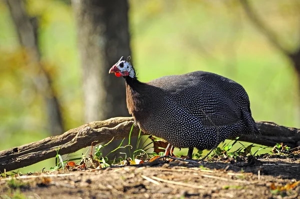 Porträt einer Uhu — Stockfoto