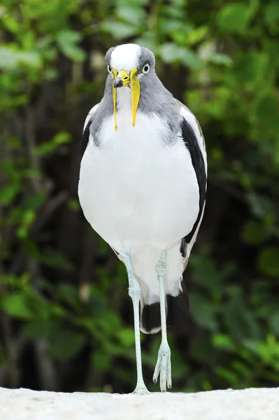 Weißkopf-Kiebitz — Stockfoto