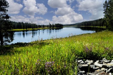 bir nehrin yanında kır çiçekleri