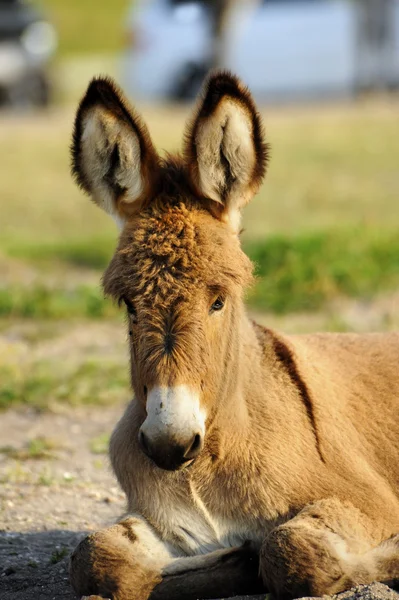 Een baby burro — Stockfoto