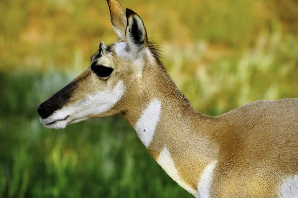 Antelope — Stock Photo, Image