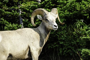 Bighorn koyun