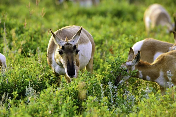 Troupeau d'antilopes — Photo