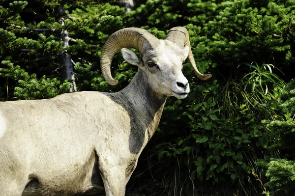 Dikhoornschaap — Stockfoto