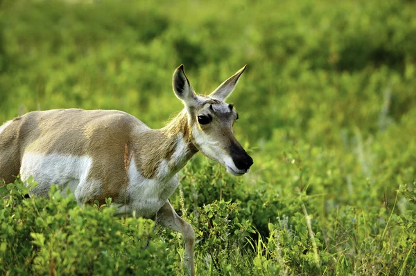 Antilopa — Stock fotografie