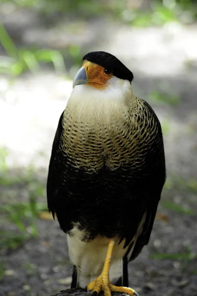 Kamm-Caracara — Stockfoto