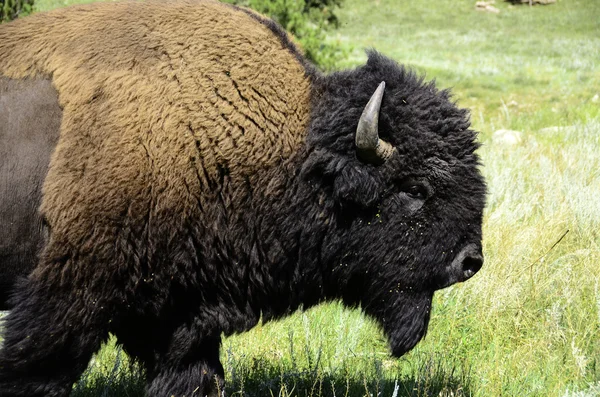 Portrait of a Buffalo — Stock Photo, Image