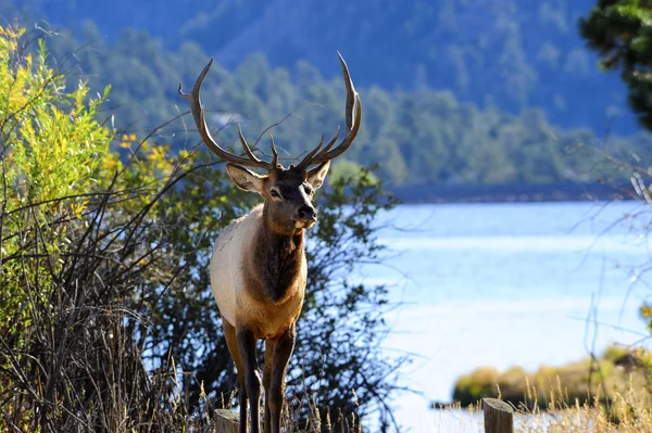 Alce toro — Foto de Stock