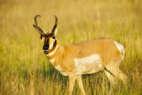 Antilope — Foto Stock