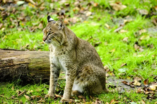 ボブキャットの肖像画 — ストック写真