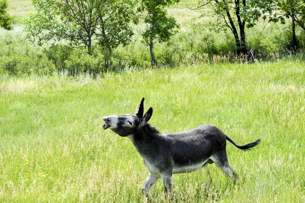 Wild burro met een grappige expressie — Stockfoto