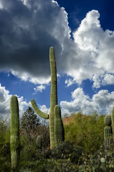 Saguaro Kaktus — Zdjęcie stockowe