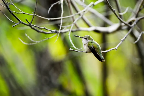 Kolibri — Stockfoto