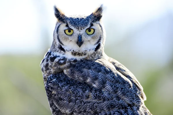 Great horned owl — Stock Photo, Image