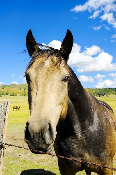 Häst — Stockfoto