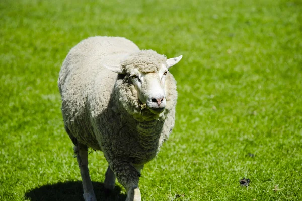 Sheep — Stock Photo, Image