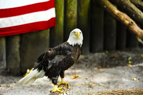 Retrato de un águila americana — Foto de Stock