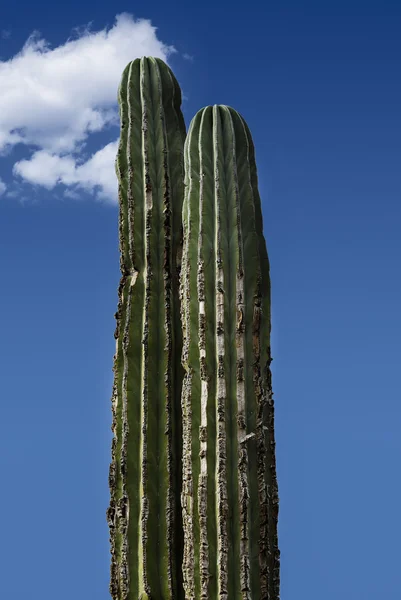 Cacto de saguaro — Fotografia de Stock