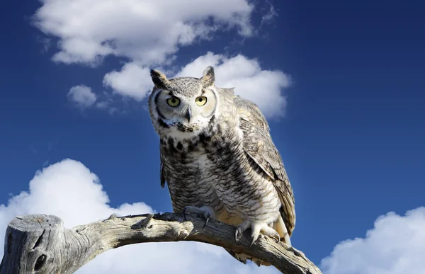 Great Horned Owl — Stockfoto