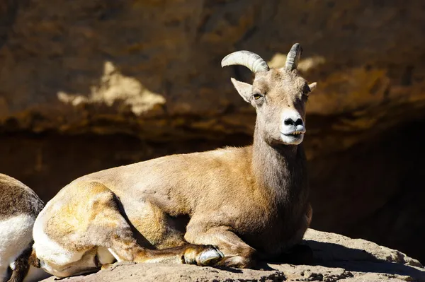 Woestijn grote hoorn schapen — Stockfoto