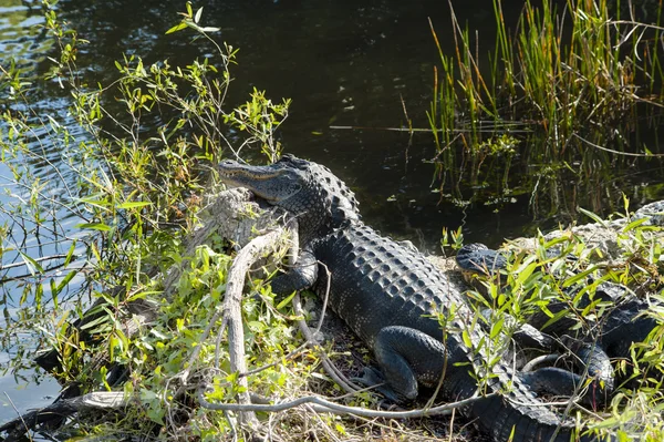 Dos caimanes en el Parque Nacional Everglades — Foto de Stock
