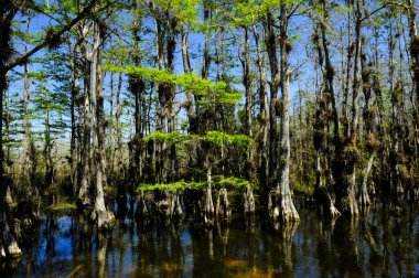 Everglades Ulusal Parkı