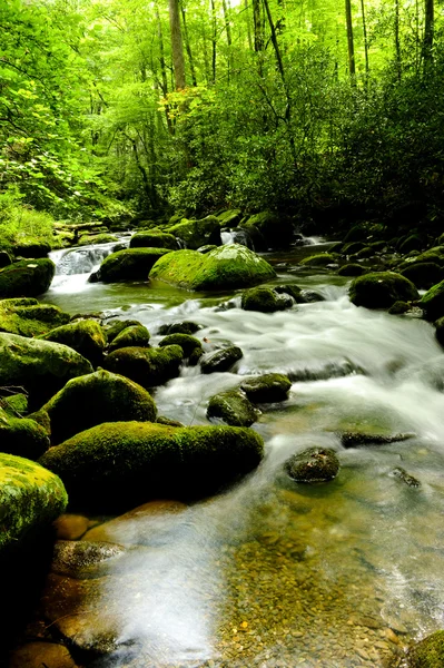 Grande smokey montanhas parque nacional — Fotografia de Stock