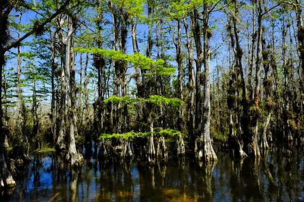 Park narodowy Everglades — Zdjęcie stockowe