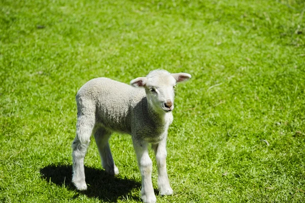Lamm in einem Feld aus Gras — Stockfoto