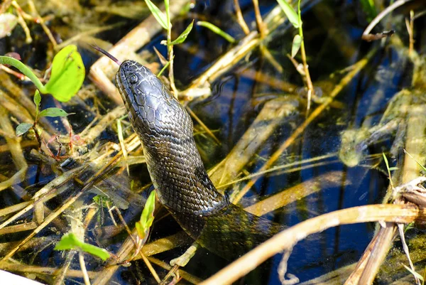 Serpente — Fotografia de Stock