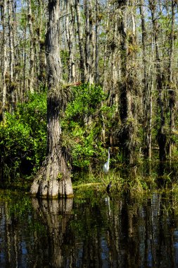 Everglades'te bataklık
