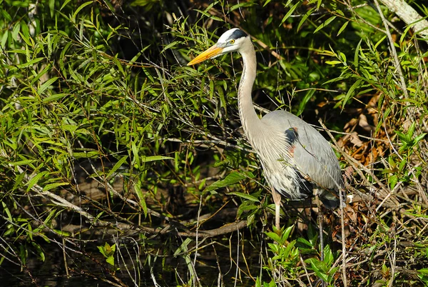 Grote blauwe reiger — Stockfoto