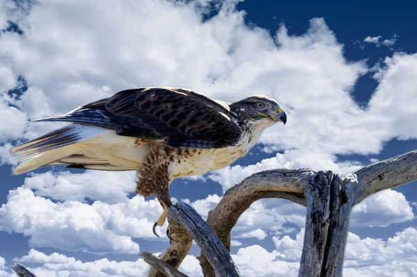 Ijzerhoudende hawk — Stockfoto