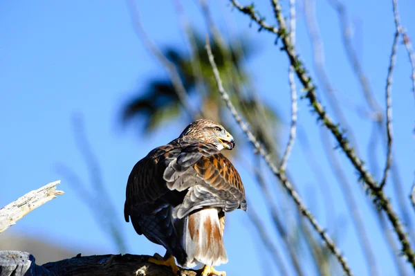 Falcão ferruginoso — Fotografia de Stock