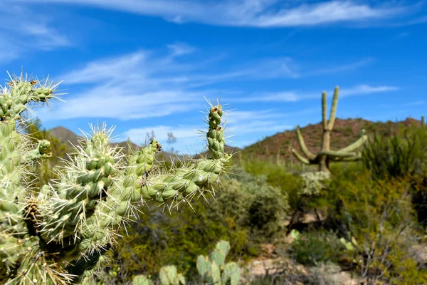 Blick Auf Den Saguaro Nationalpark Arizona — Stockfoto