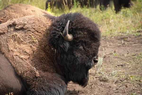Een Ruime Buffalo Rustend Yellowstone National Park — Stockfoto