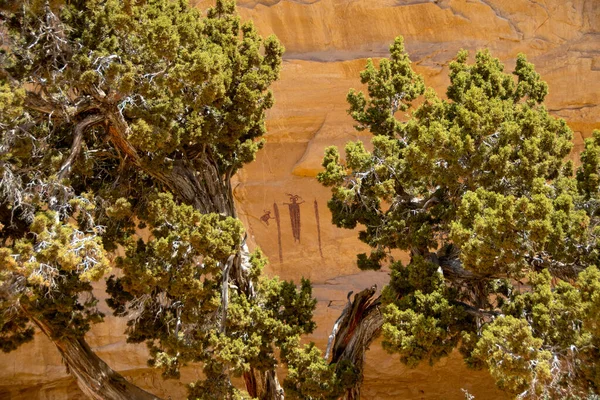 Barrier Canyon Style Pictographs Framed Juniper Trees — Stock Photo, Image