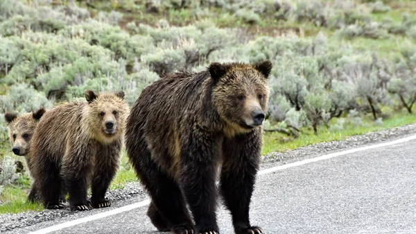 Mother Grizzly bear and two cubs crossing the road in Yellowstone National Park.