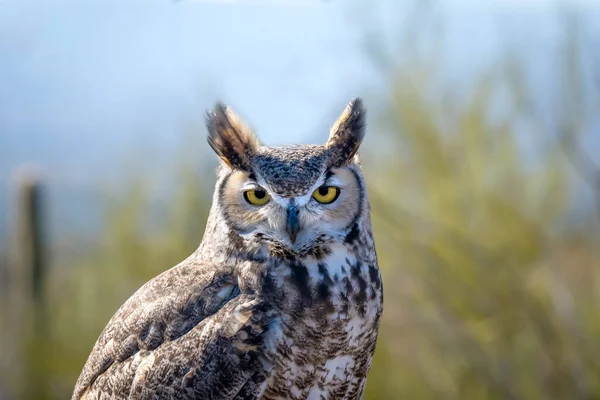 Portret Great Horned Owl — Zdjęcie stockowe