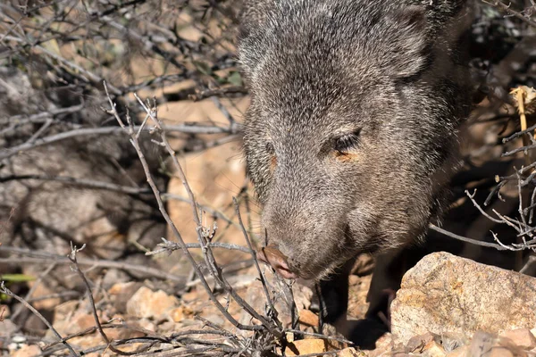 Portrait Javelina — Stock Photo, Image